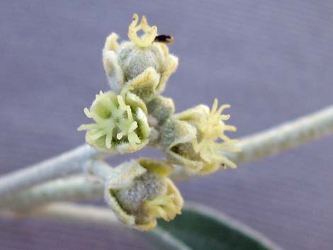 California Croton (Croton californicus)