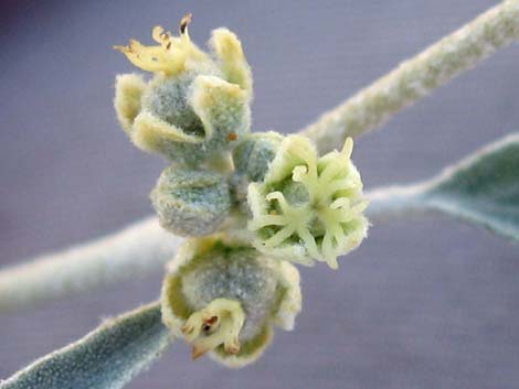 California Croton (Croton californicus)