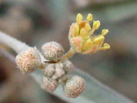 California Croton (Croton californicus)