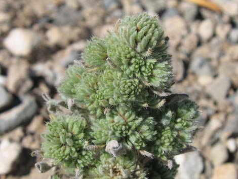 Virgin River Cryptantha (Oreocarya virginensis)