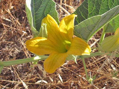 Buffalo Gourd (Cucurbita foetidissima)