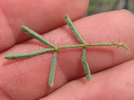 Searls' Prairieclover (Dalea searlsiae)