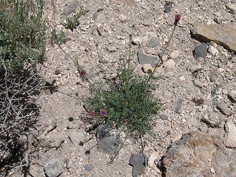 Searls' Prairieclover (Dalea searlsiae)