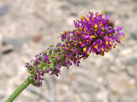 Searls' Prairieclover (Dalea searlsiae)