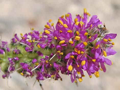 Searls' Prairieclover (Dalea searlsiae)