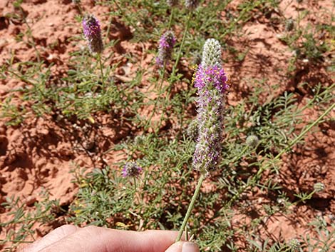 Searls' Prairieclover (Dalea searlsiae)