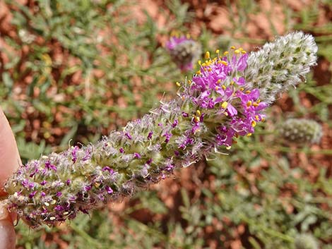 Searls' Prairieclover (Dalea searlsiae)