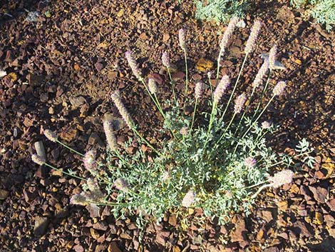 Searls' Prairieclover (Dalea searlsiae)