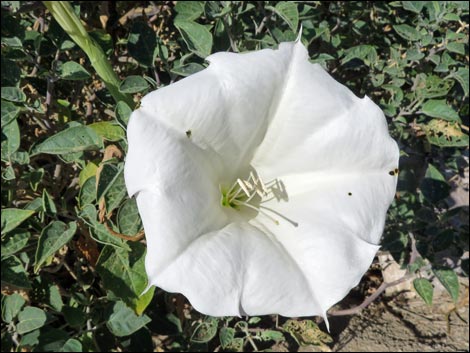 Jimson Weed (Datura wrightii)