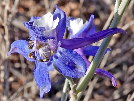 Desert Larkspur (Delphinium parishii ssp parishii)