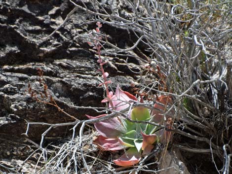 Chalk Dudleya (Dudleya pulverulenta)