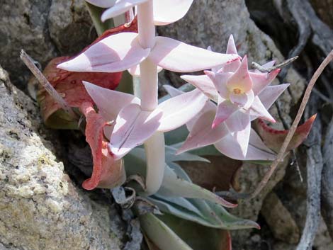 Chalk Dudleya (Dudleya pulverulenta)