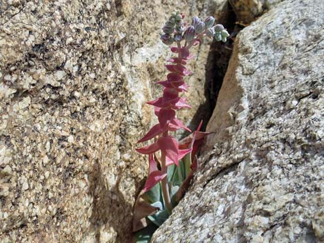 Chalk Dudleya (Dudleya pulverulenta)