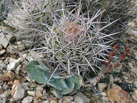 Chalk Dudleya (Dudleya pulverulenta)