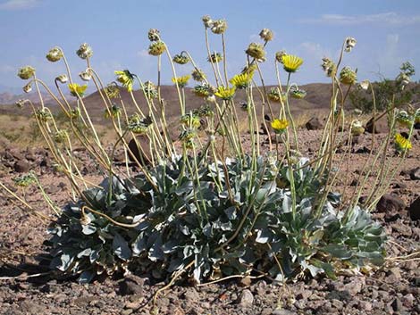 Silverleaf Sunray (Enceliopsis argophylla)