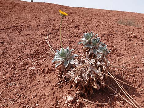 Silverleaf Sunray (Enceliopsis argophylla)