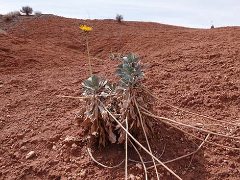 Silverleaf Sunray (Enceliopsis argophylla)