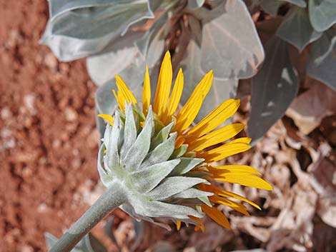 Silverleaf Sunray (Enceliopsis argophylla)