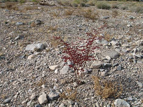 Skeletonweed (Eriogonum inflatum var. deflatum)