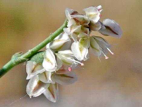 Skeletonweed (Eriogonum inflatum var. deflatum)