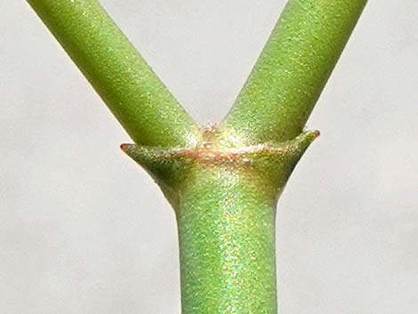 Skeletonweed (Eriogonum inflatum var. deflatum)