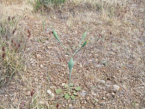 Desert Trumpet (Eriogonum inflatum)