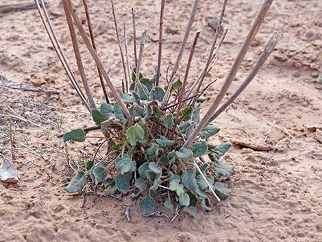 Desert Trumpet (Eriogonum inflatum)