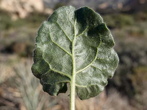 Desert Trumpet (Eriogonum inflatum)