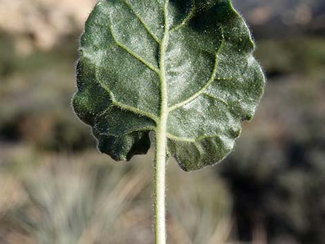 Desert Trumpet (Eriogonum inflatum)