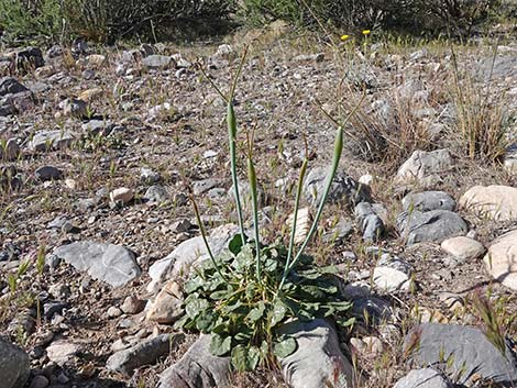 Desert Trumpet (Eriogonum inflatum)