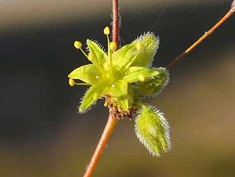 Desert Trumpet (Eriogonum inflatum)