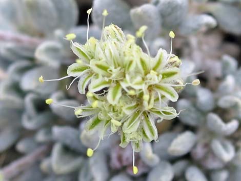 Shockley's Buckwheat (Eriogonum shockleyi)