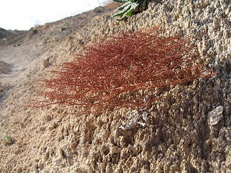 Perennial Buckwheats (Eriogonum spp.)