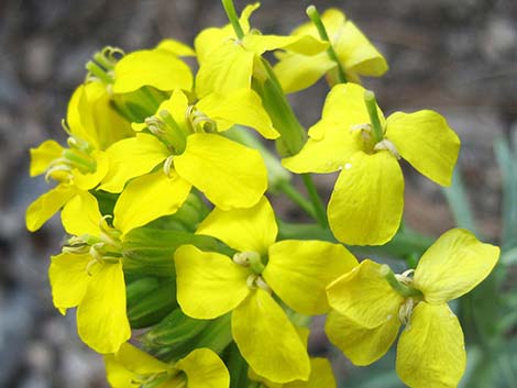 Western Wallflower (Erysimum capitatum)