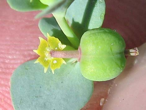 Horned Spurge (Euphorbia brachycera)