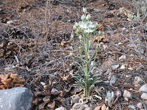 Desert Frasera (Frasera albomarginata)