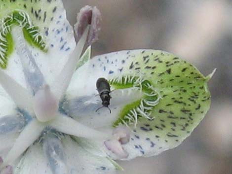 Desert Frasera (Frasera albomarginata)