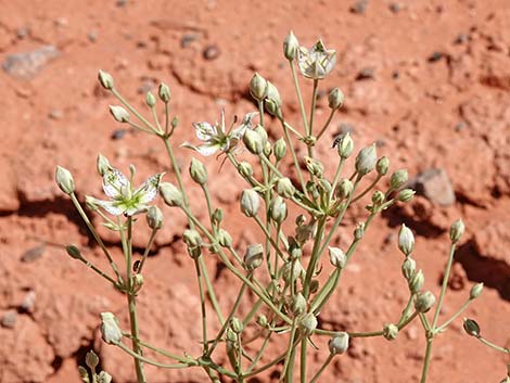 Desert Frasera (Frasera albomarginata)