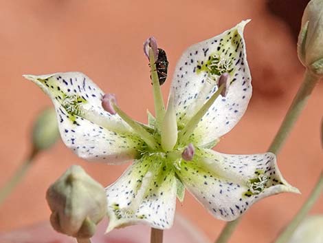 Desert Frasera (Frasera albomarginata)