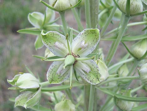 Elkweed (Frasera speciosa)