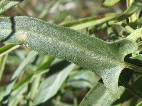 Hartweg's Climbing Milkweed (Funastrum heterophyllum)