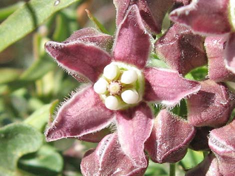 Hartweg's Climbing Milkweed (Funastrum heterophyllum)