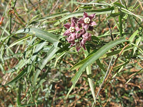 Hartweg's Climbing Milkweed (Funastrum heterophyllum)