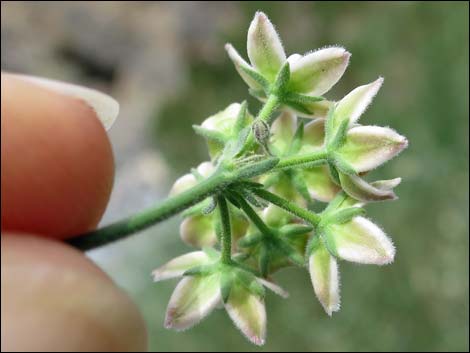 Fringed Twinevine (Funastrum cynanchoides ssp. cynanchoides)