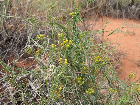 Utah Vine Milkweed (Funastrum utahense)