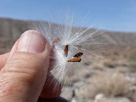 Utah Vine Milkweed (Funastrum utahense)