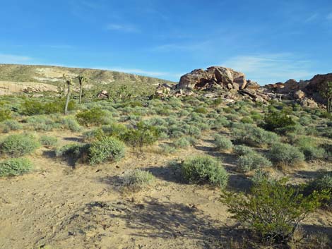 Utah Vine Milkweed (Funastrum utahense)