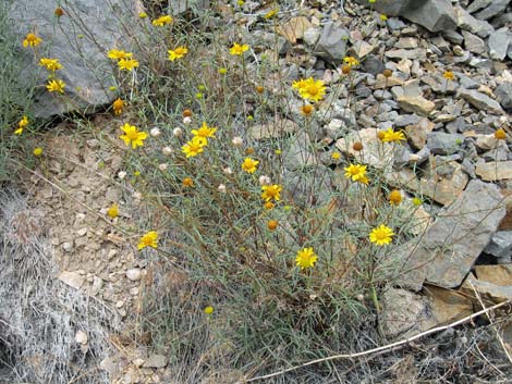 Nevada Goldeneye (Heliomeris multiflora)