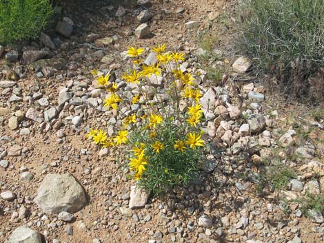 Nevada Goldeneye (Heliomeris multiflora)