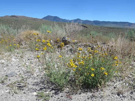 Nevada Goldeneye (Heliomeris multiflora)